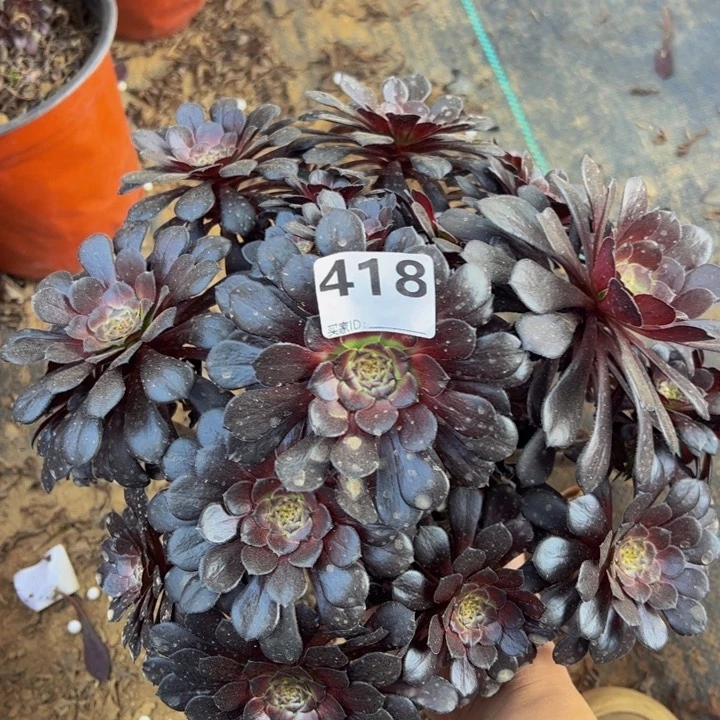 墨筒多肉植物418微瑕