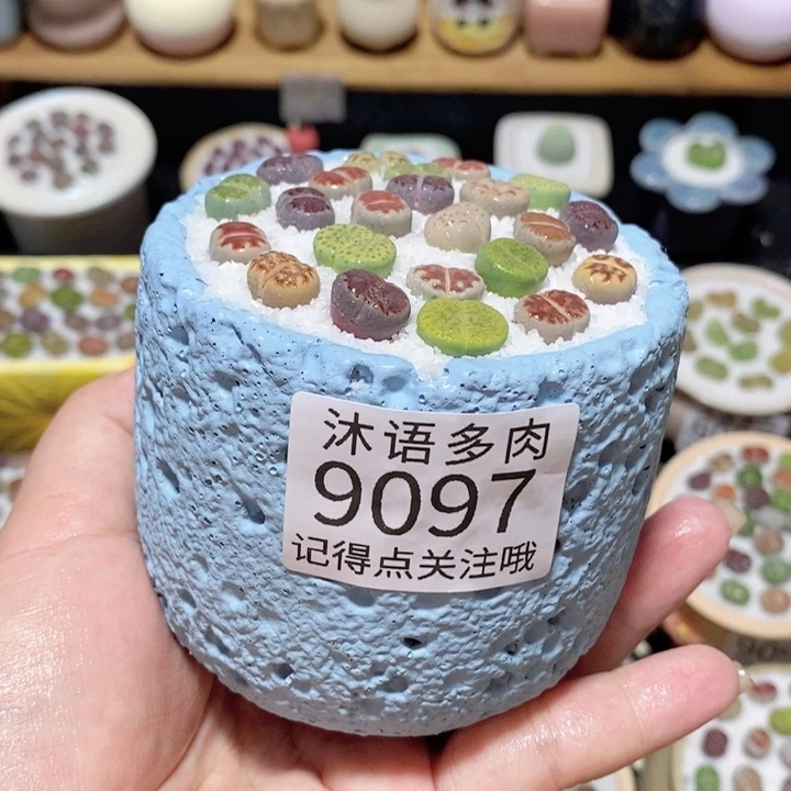 带盆土植物 精美盆栽9097