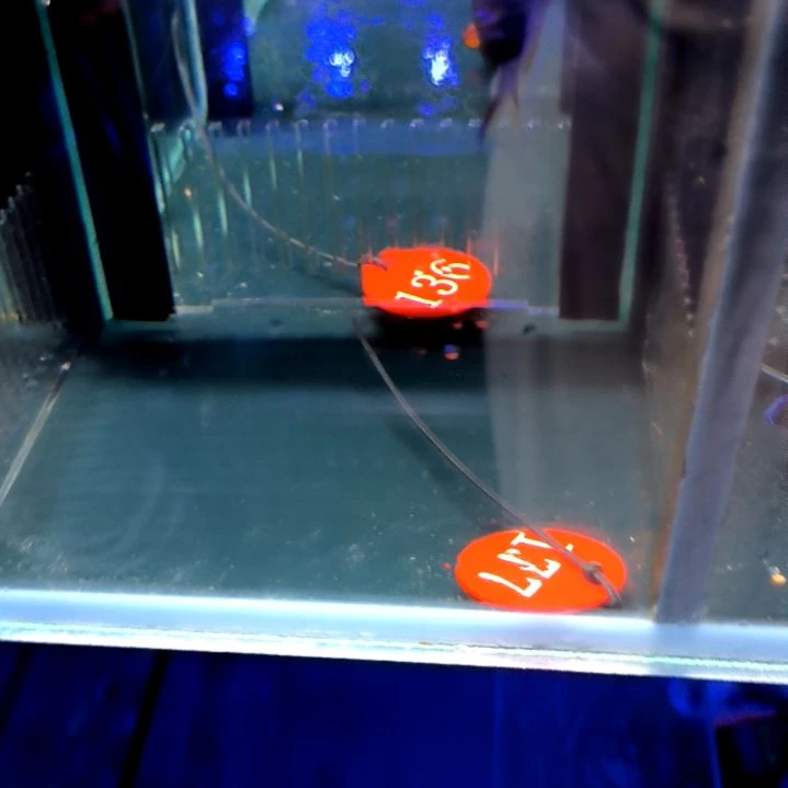 海水鱼黑尾喷射机小号/6-60-177