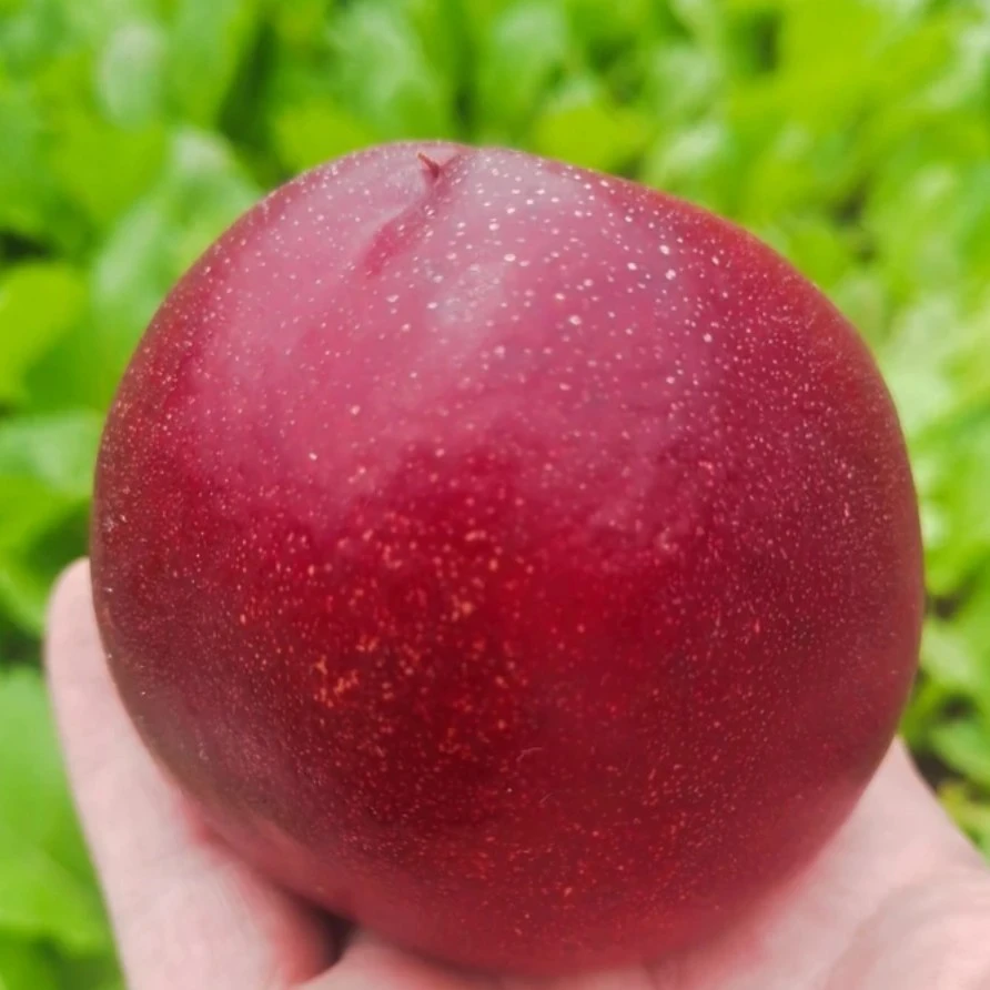 蒙阴红油桃净重3斤左右山东省