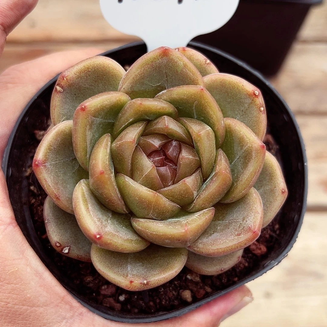 1002-143韩系蓝水鬼