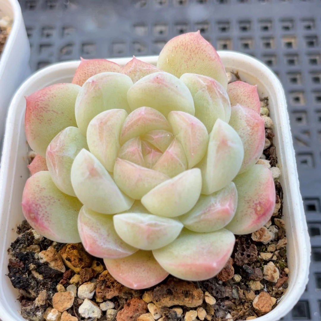 白桃汽水福利1473