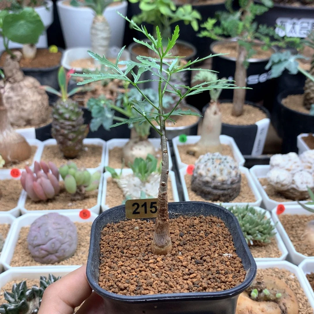 实生飞羽裂榄带盆发货