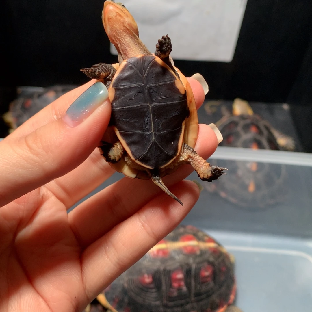 不分公母宠物龟安缘