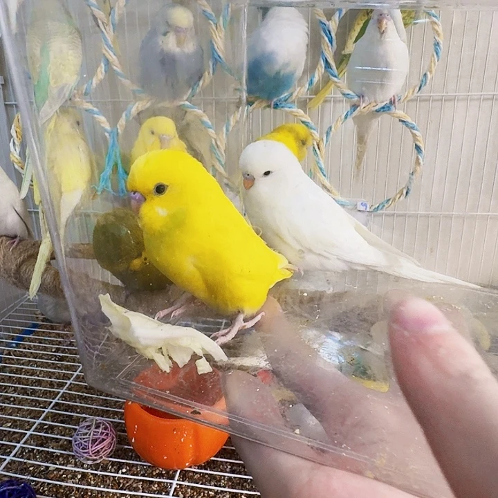 虎皮鹦鹉大头白➕黄