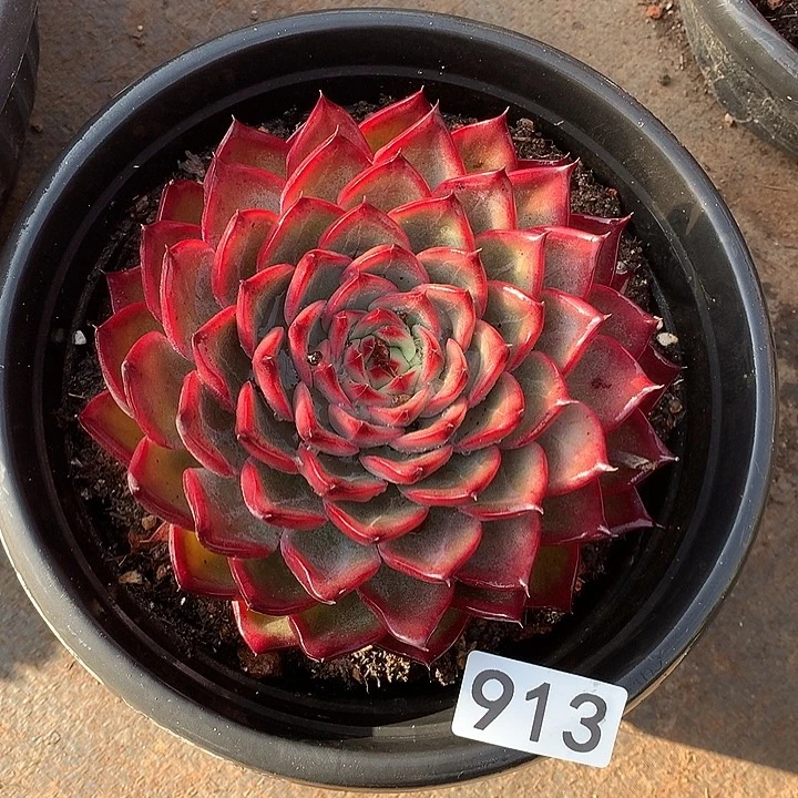 913篝火一物一拍多肉