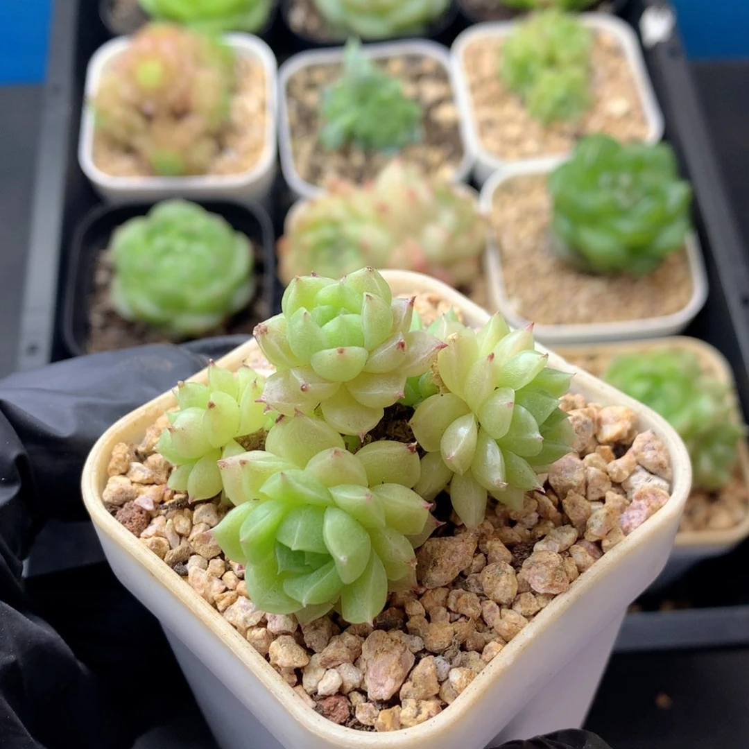 58包邮  群生不包整 127