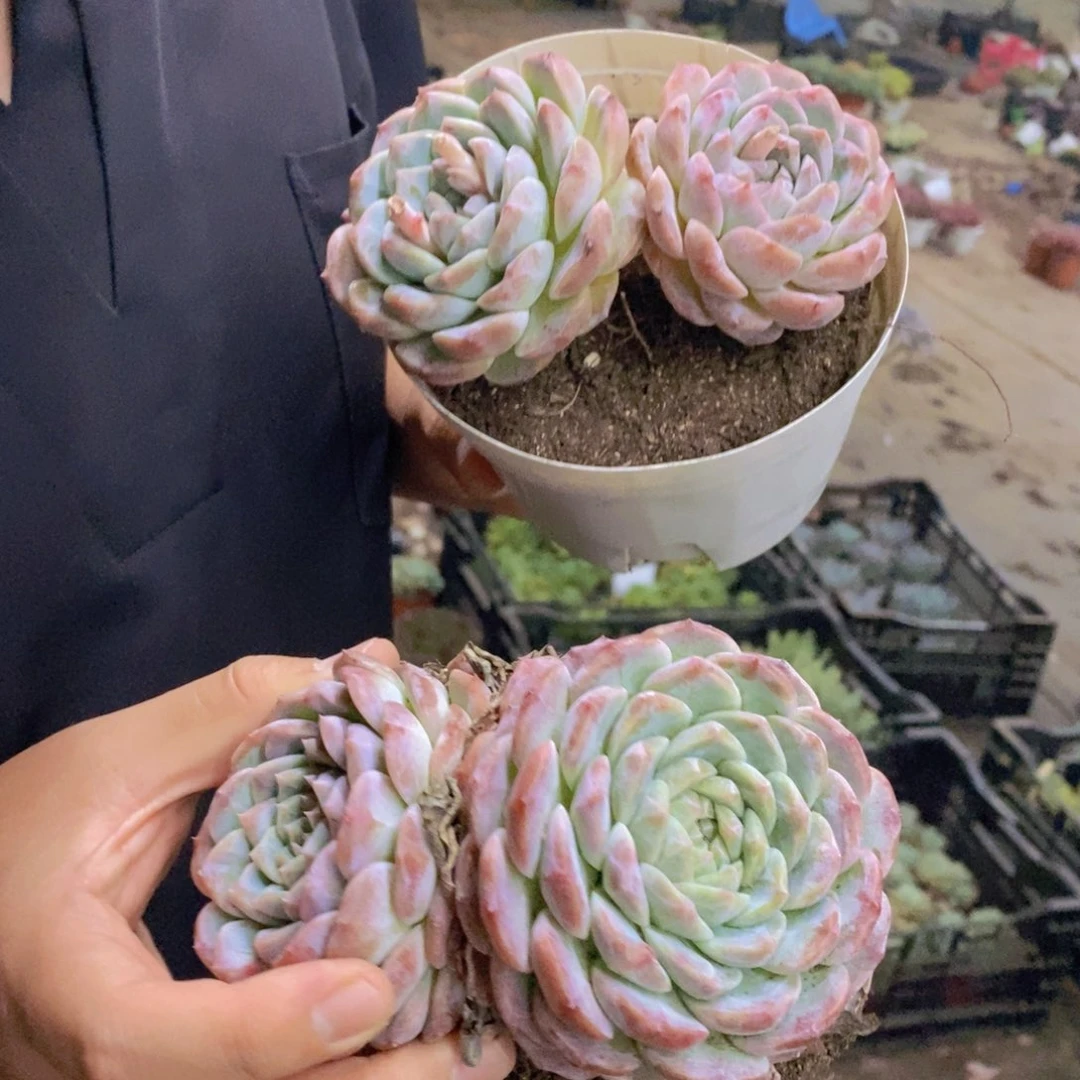 冰糖雪梨双头起发两盆