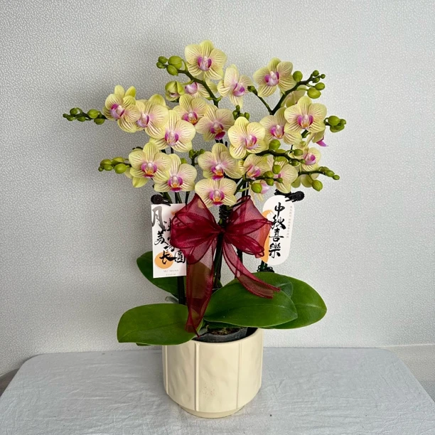 《春风》 精品蝴蝶兰 耐开好养 轻奢高级 室内花花