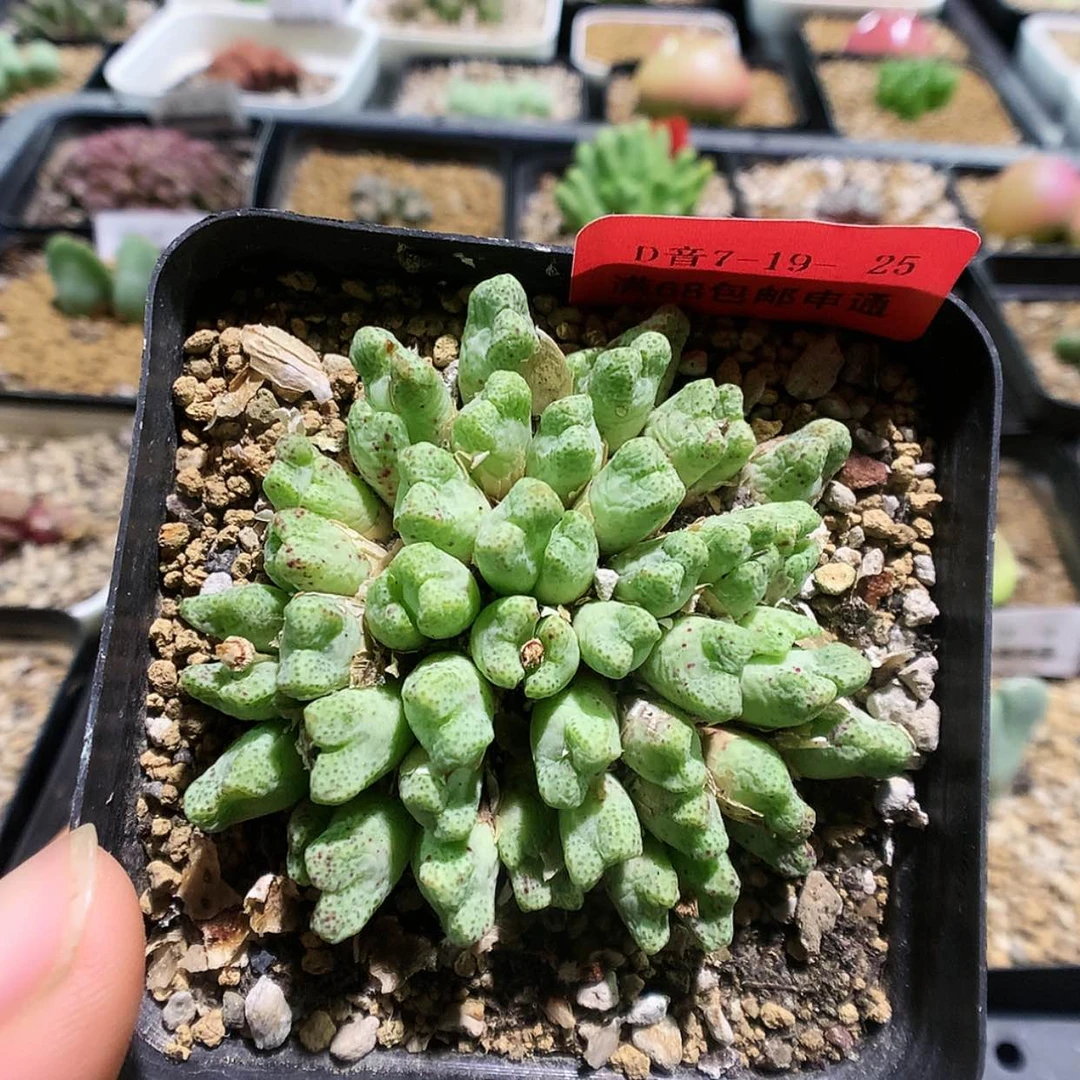 【闪购商品】7-19-25 粉花小t一群特 30
