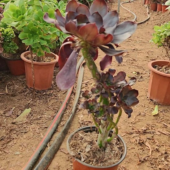 巫毒法师加急发货24