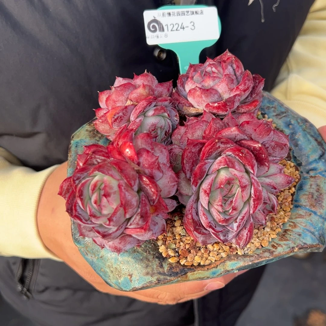 从前慢花园多肉编号1224-3