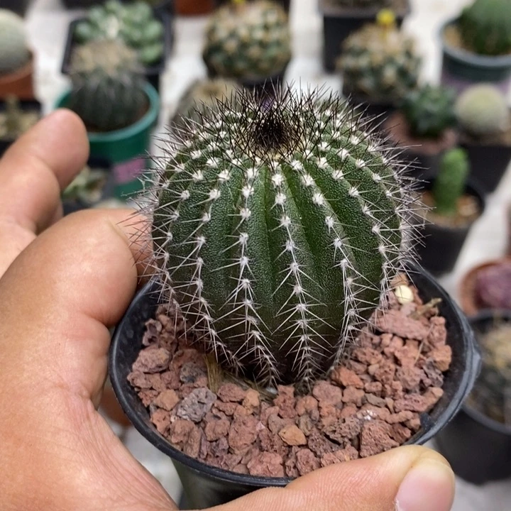 实生尤博球福利特价