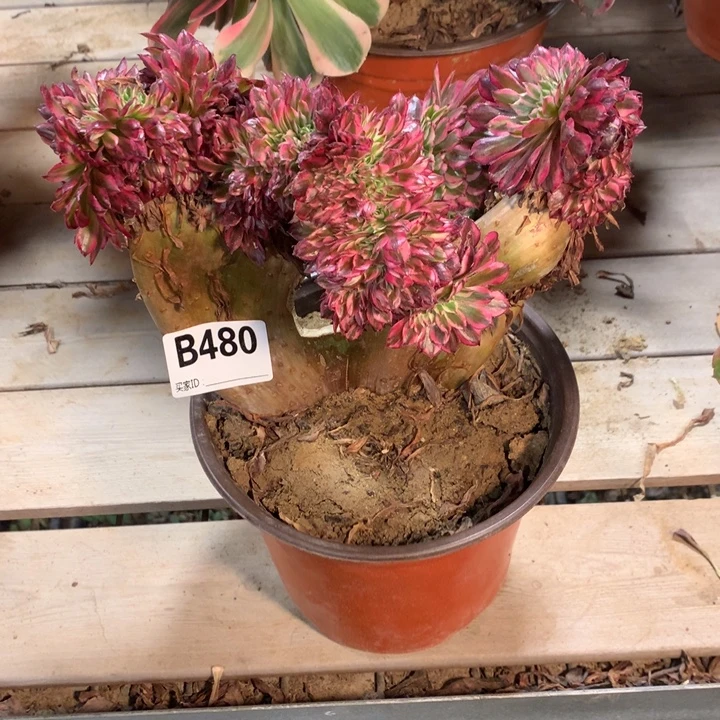 480黑铜白缀多肉法师