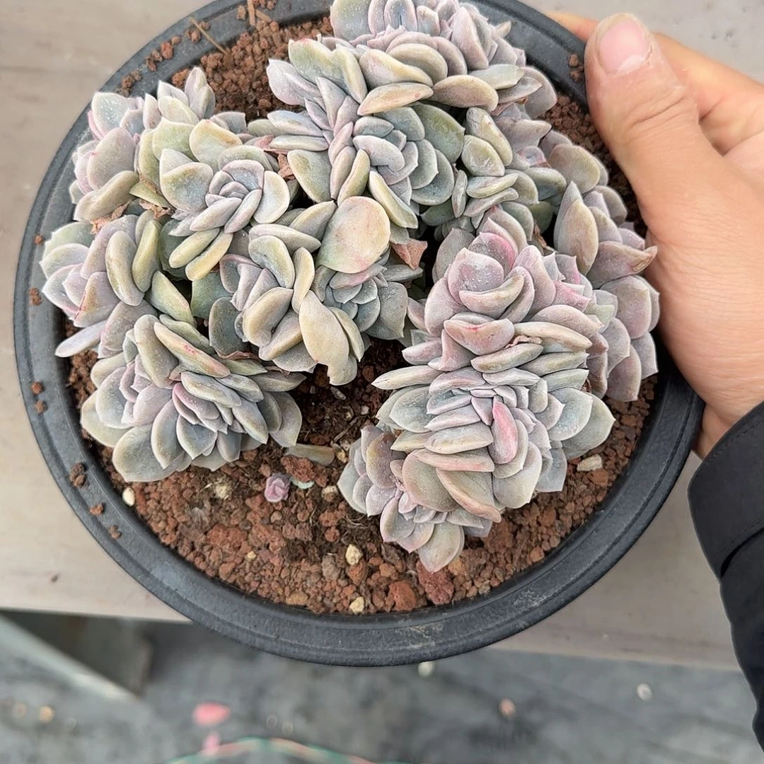 茜**米哈利沃森缀化 00000000