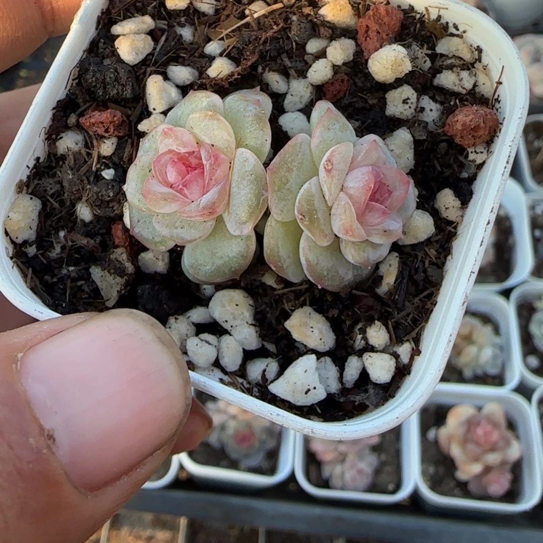 多肉小卡拉米糖心一物一拍