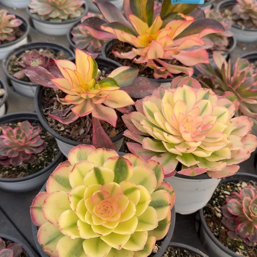 ▽***▽426四个多肉发货