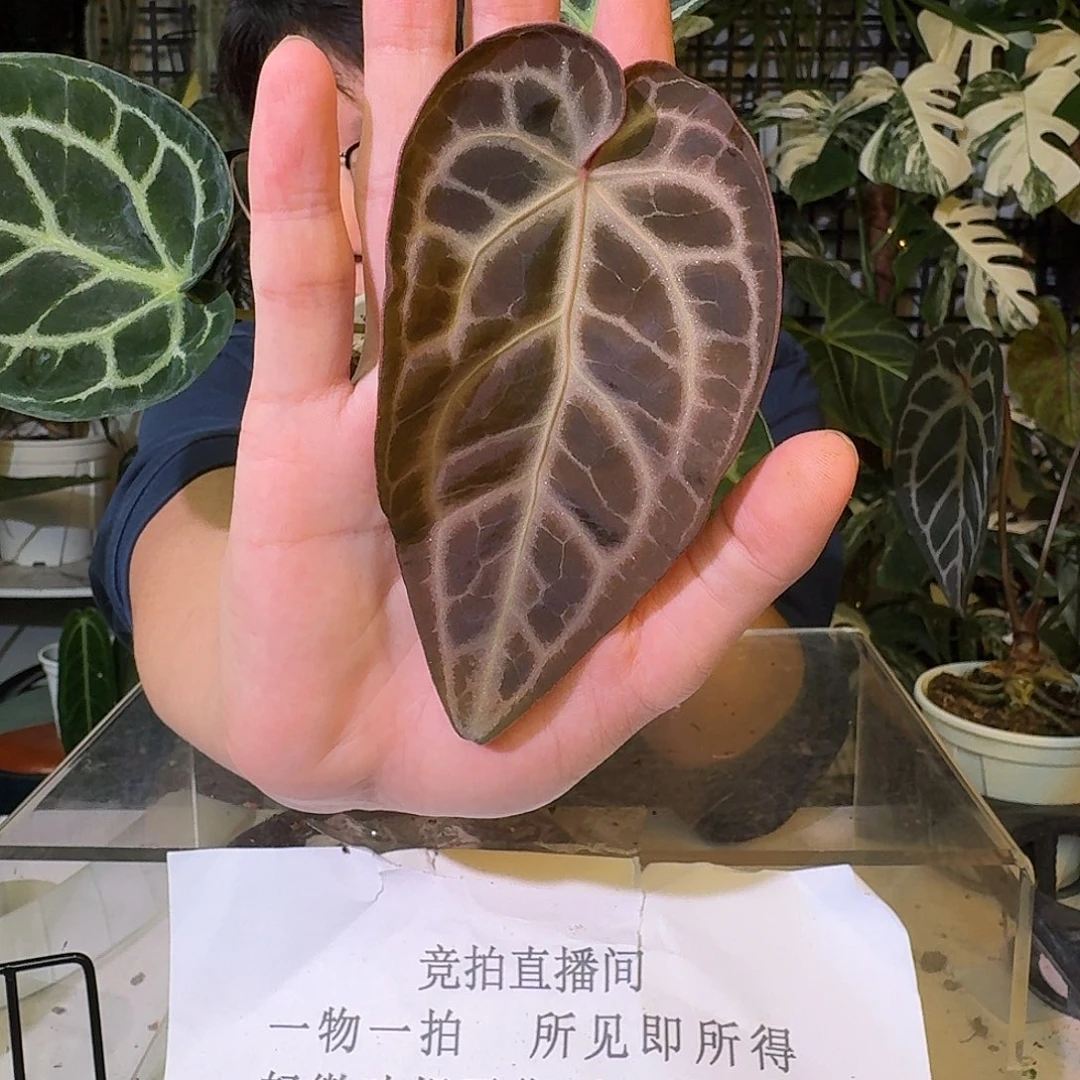 不开花植物C92红水晶杂极致撕裂纹