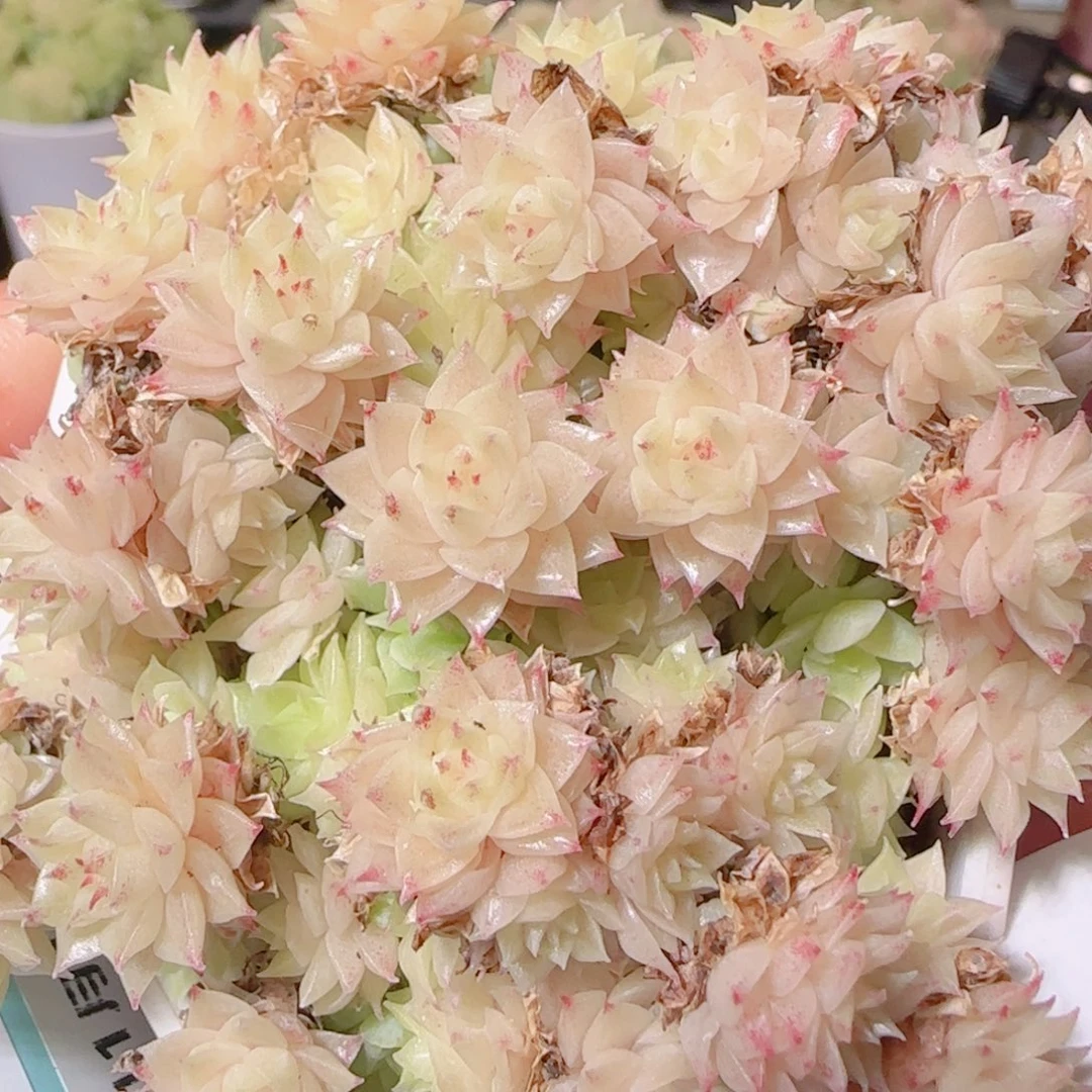 花语逸镜1111-09开播福利散