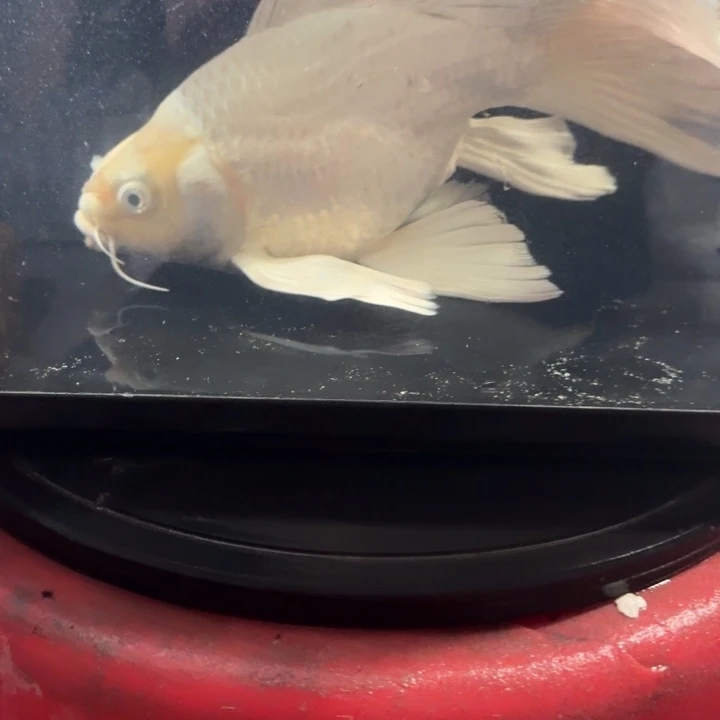 蝴蝶鲤鱼蝴蝶鲤包邮98