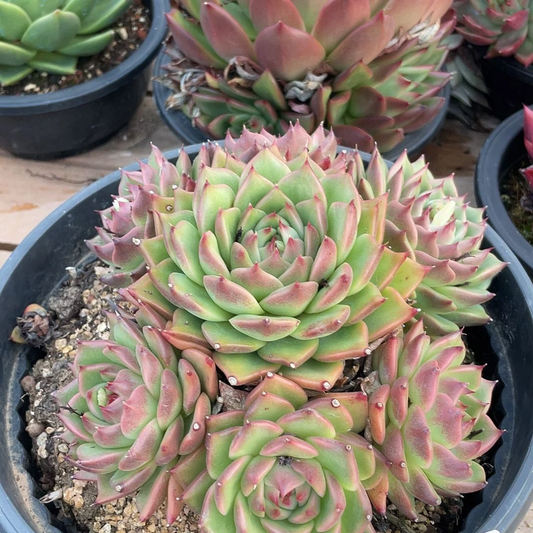 若如东云单拍B419