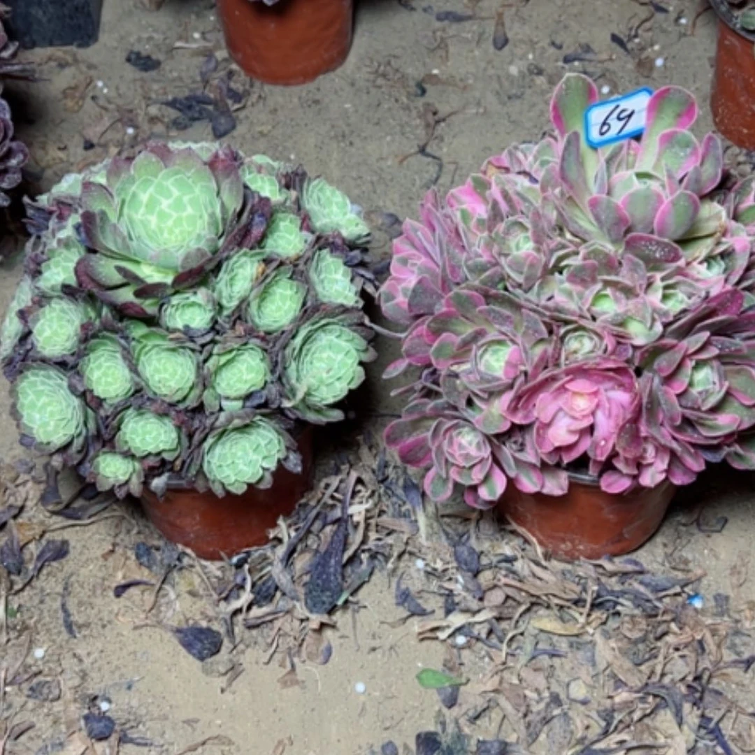 【闪购商品】多肉植物两个69