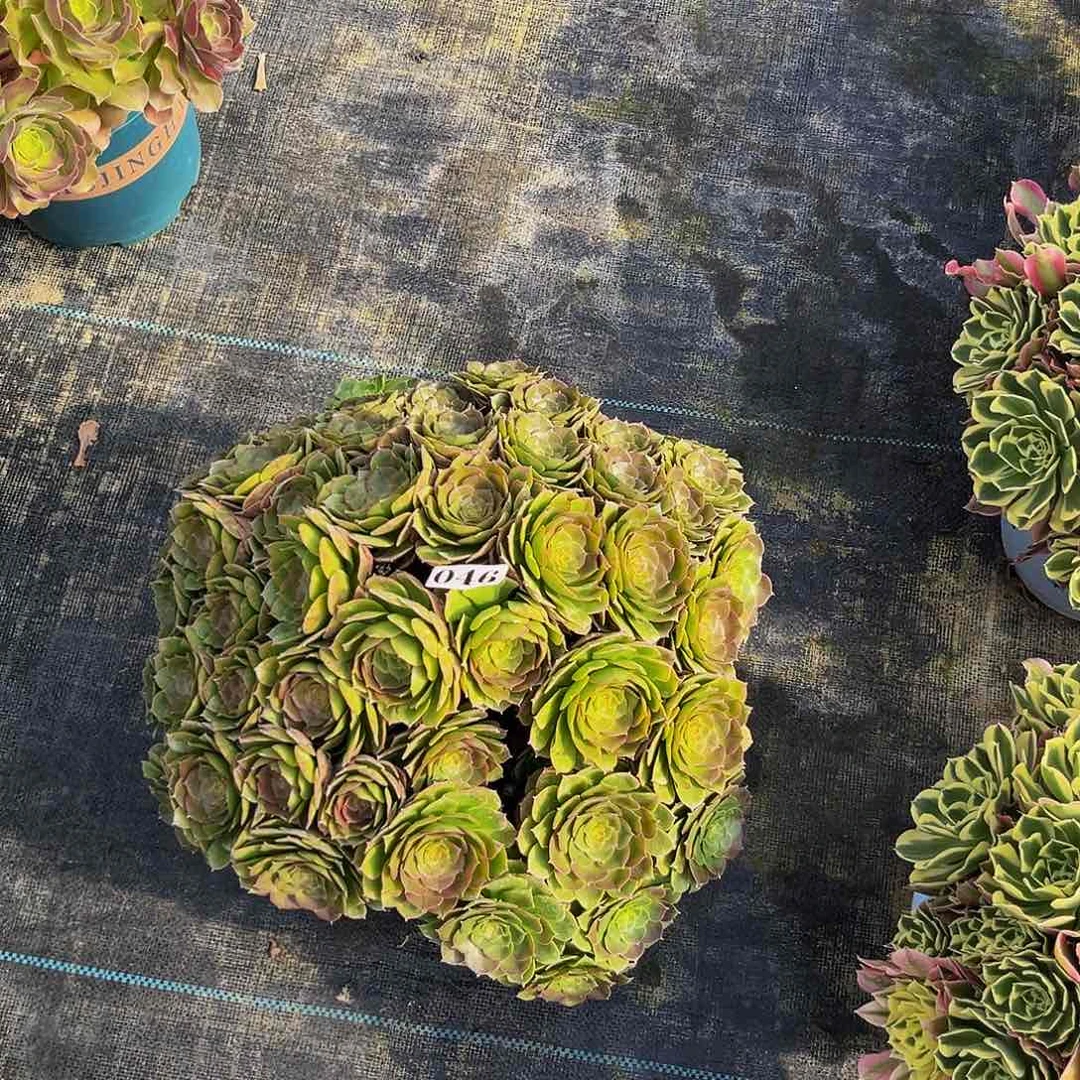 红*046万圣节福利价福利出