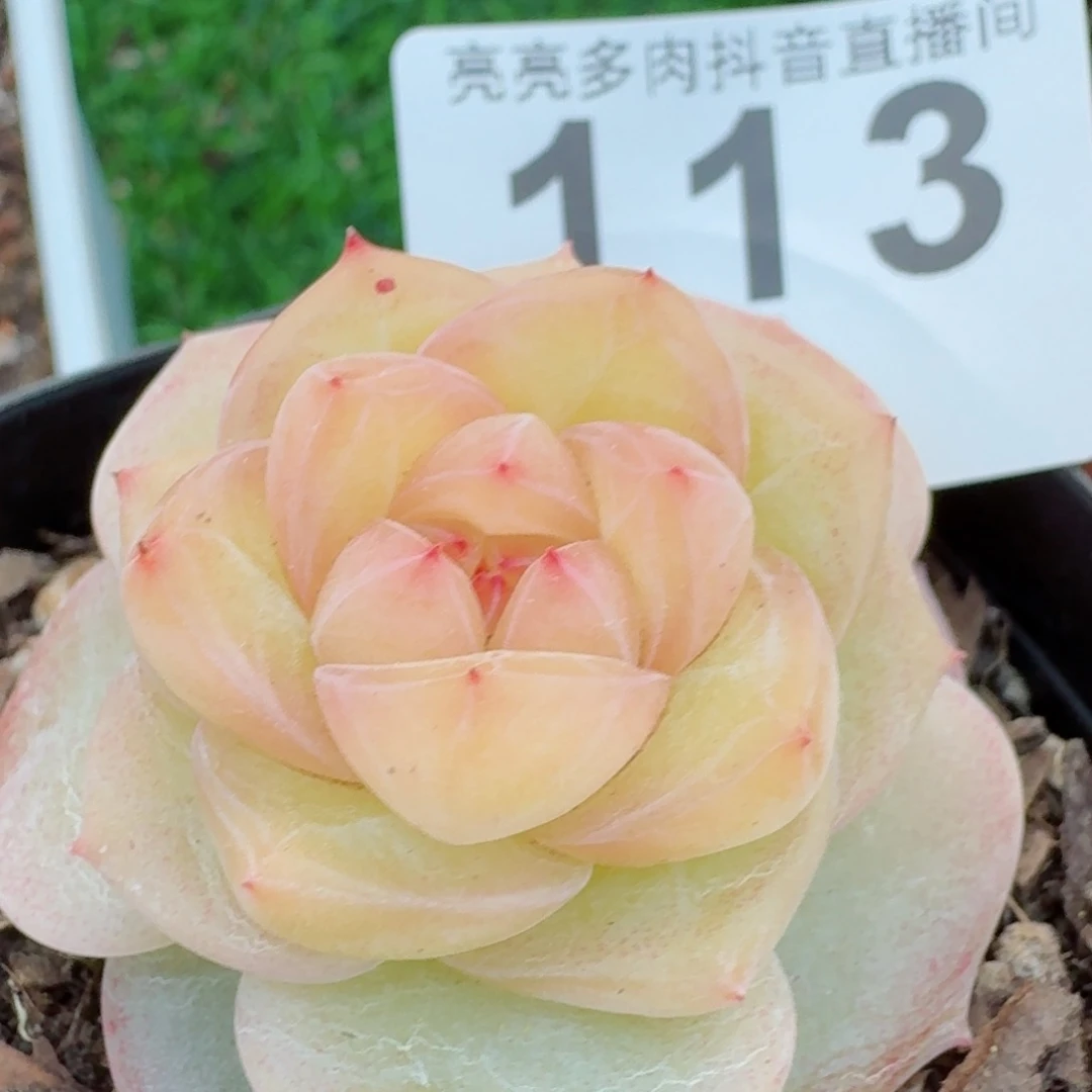 冰淇淋         精品多肉