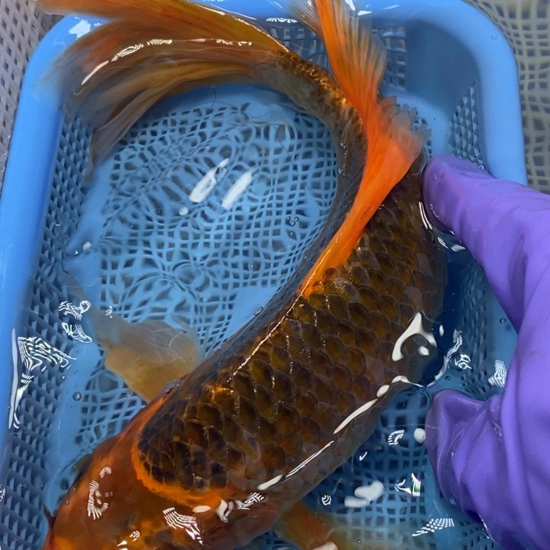 锦鲤冷水锦鲤包邮