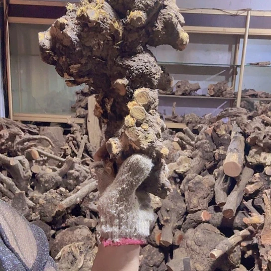 香榧木落**悔火琉璃的故事是