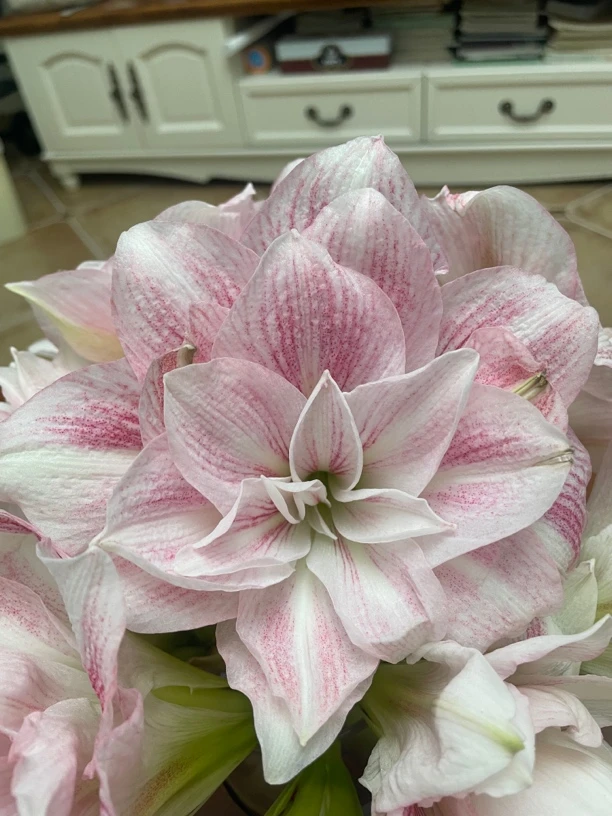 朱顶红糖果鲜花铃声尺寸1-1.2,只包对版不包后期养护仙子
