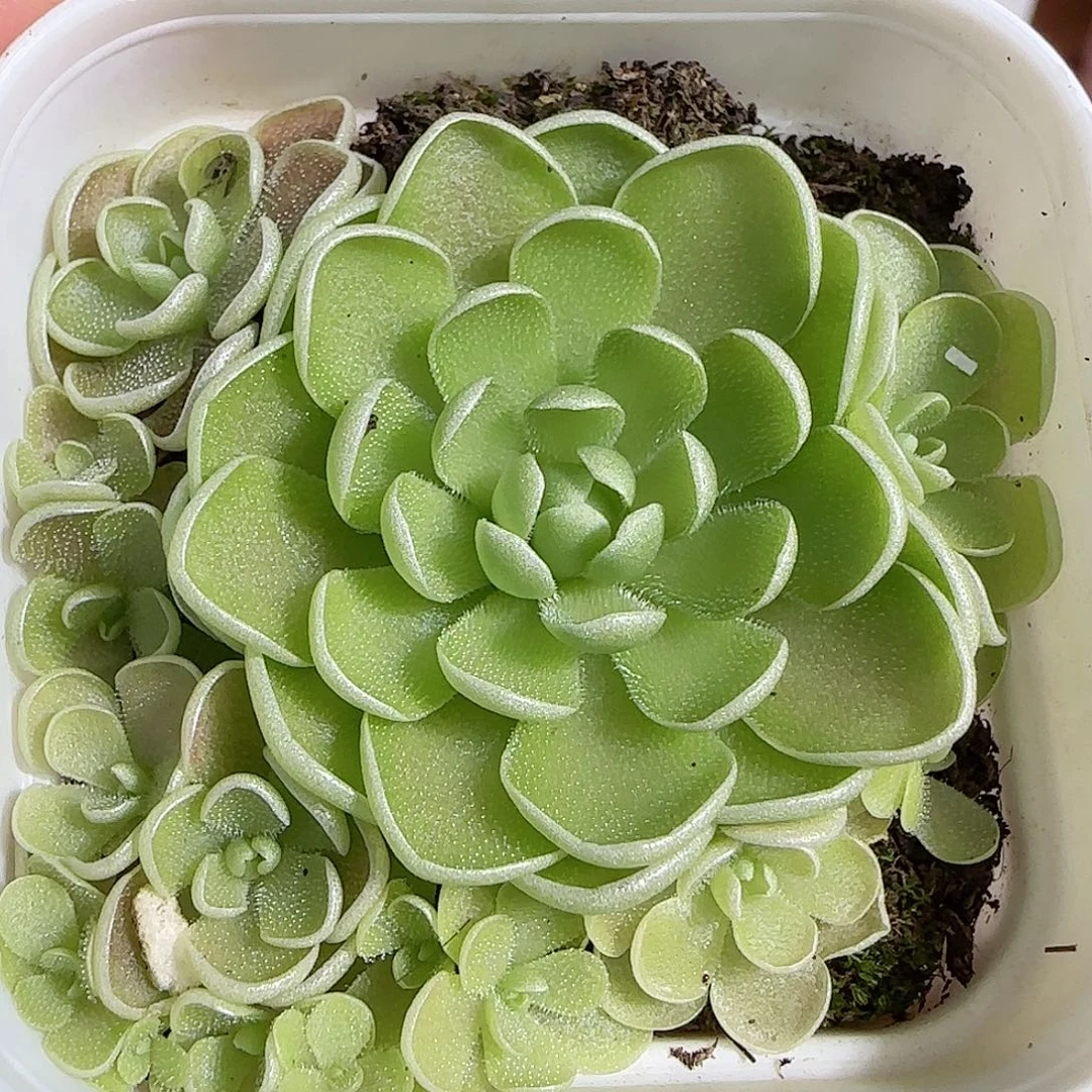 1108----818捕虫堇