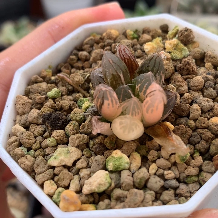 胭脂玉露锦带盆土发货