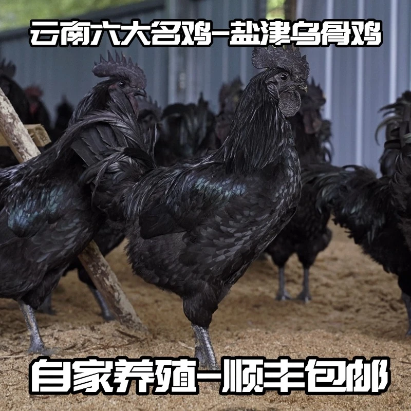 云南盐津乌骨鸡 0.5斤左右 顺丰包邮