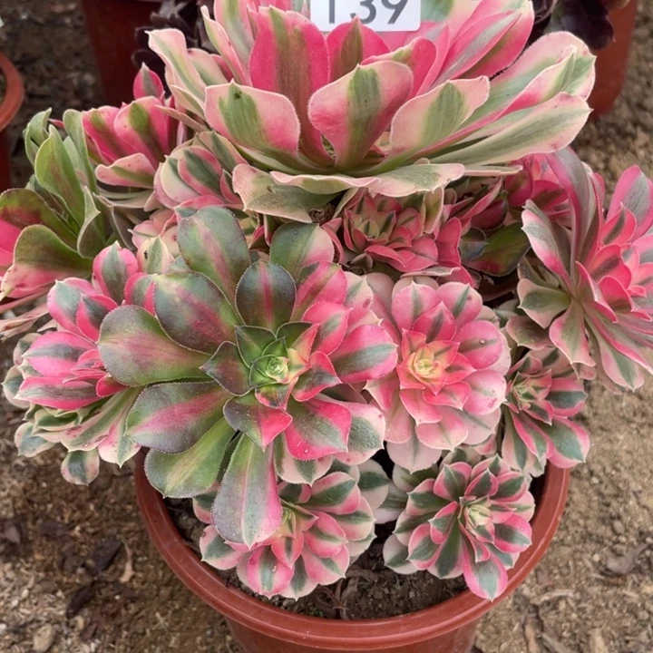 无花朵139多肉植物粉女巫
