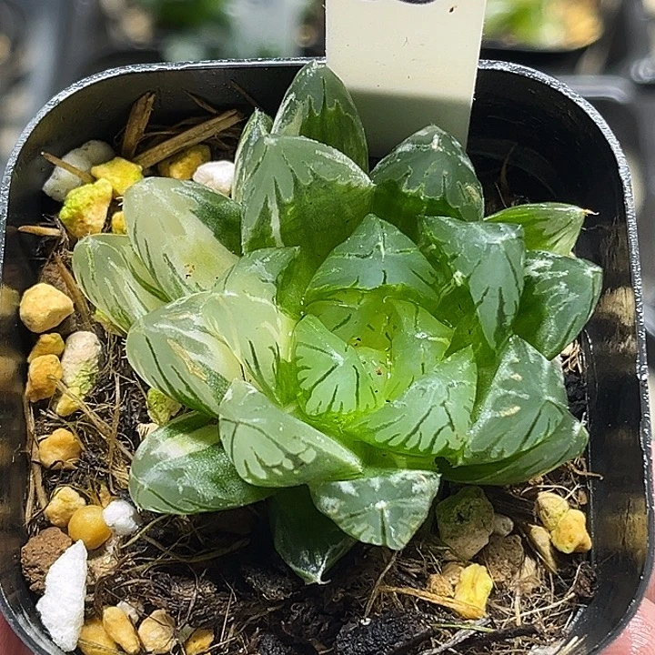 55变异龙鳞玉露锦