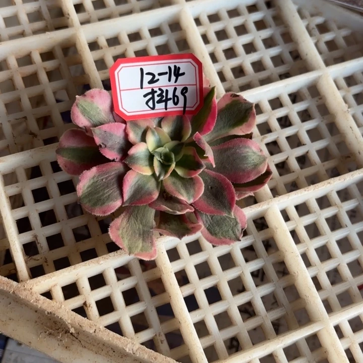 平衡水肥多肉不包损69