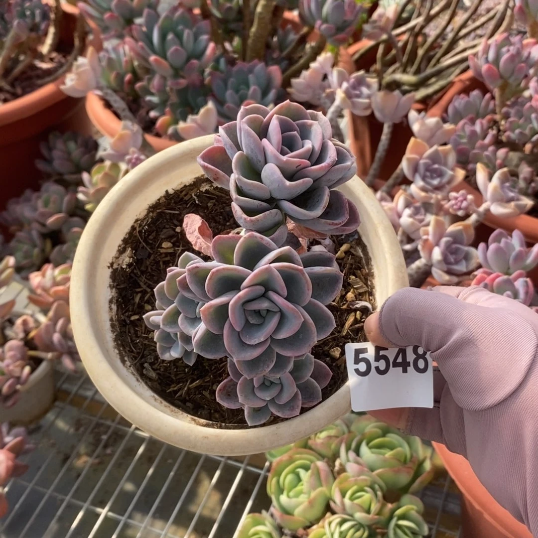 5548美尻多头一物一拍