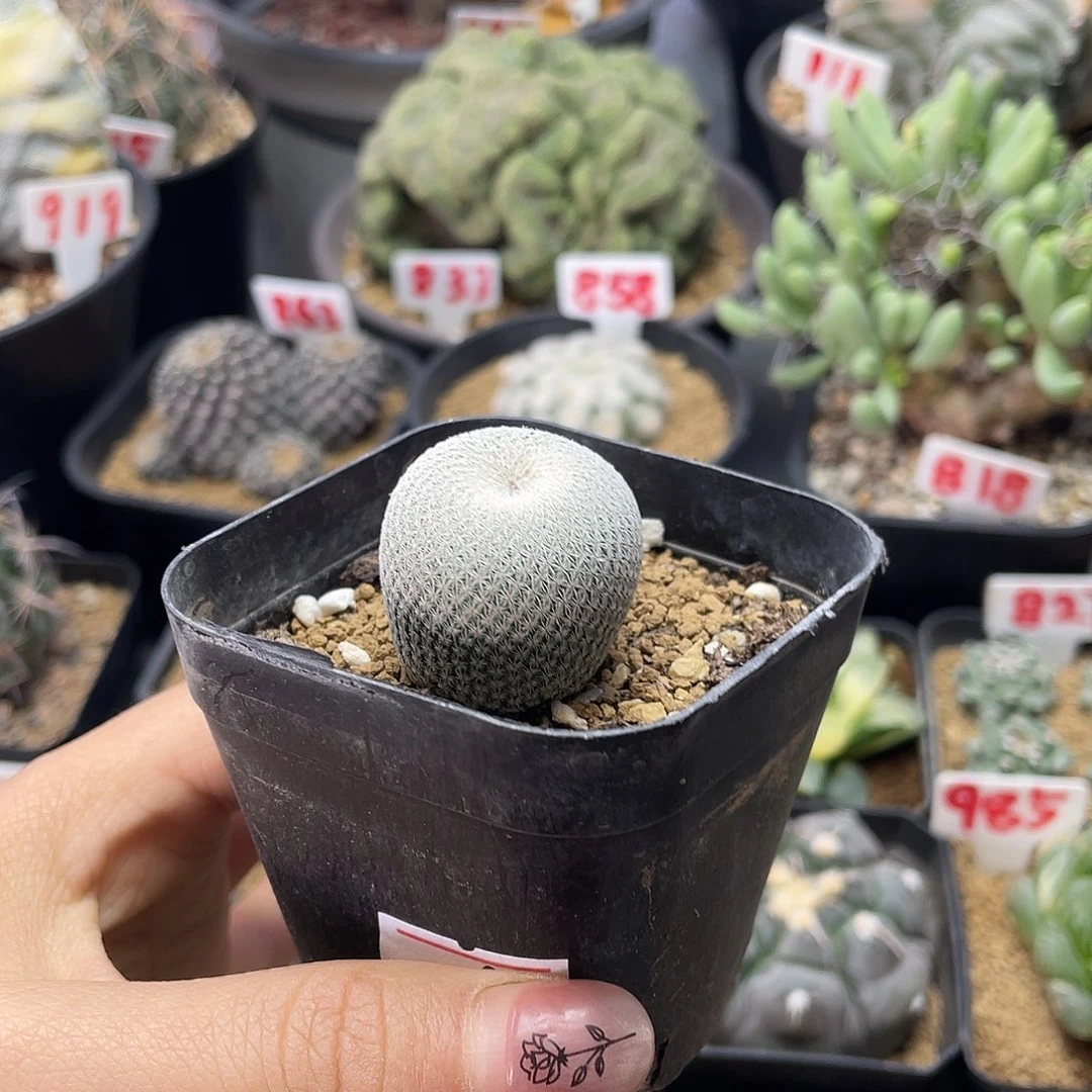 超白伊朗丸仙人球