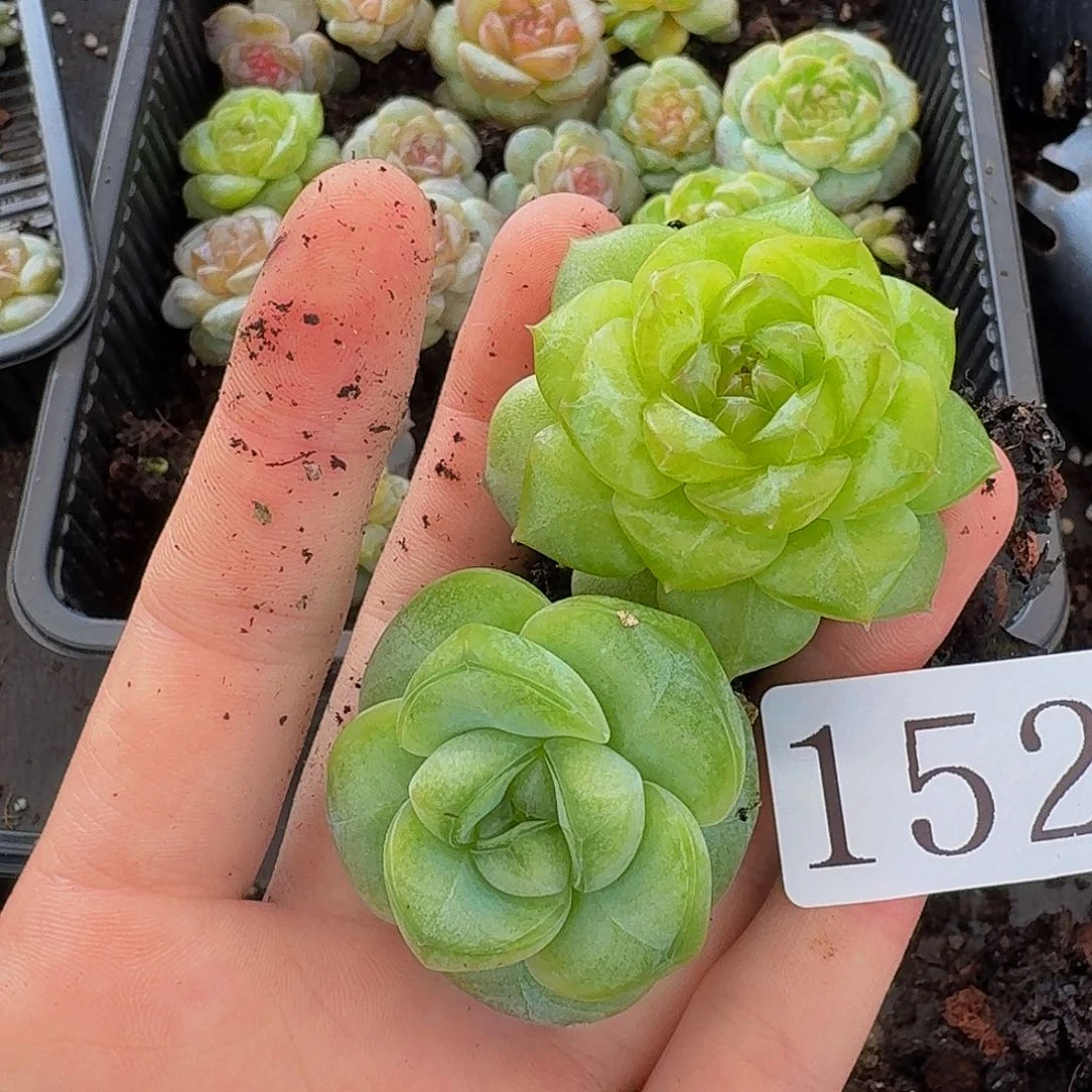 一****1多肉植物多肉植物152