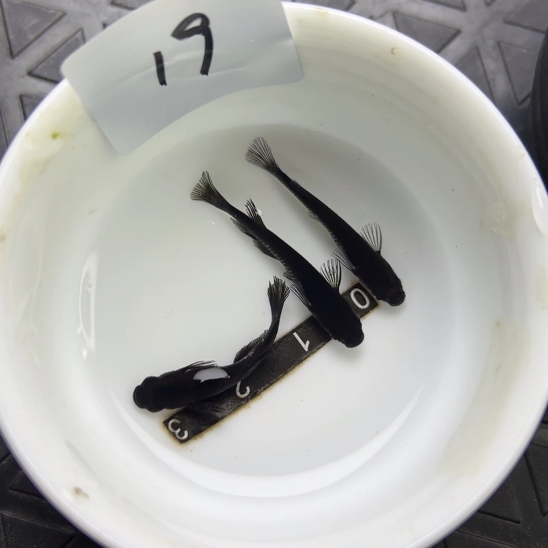 青鳉鱼19。