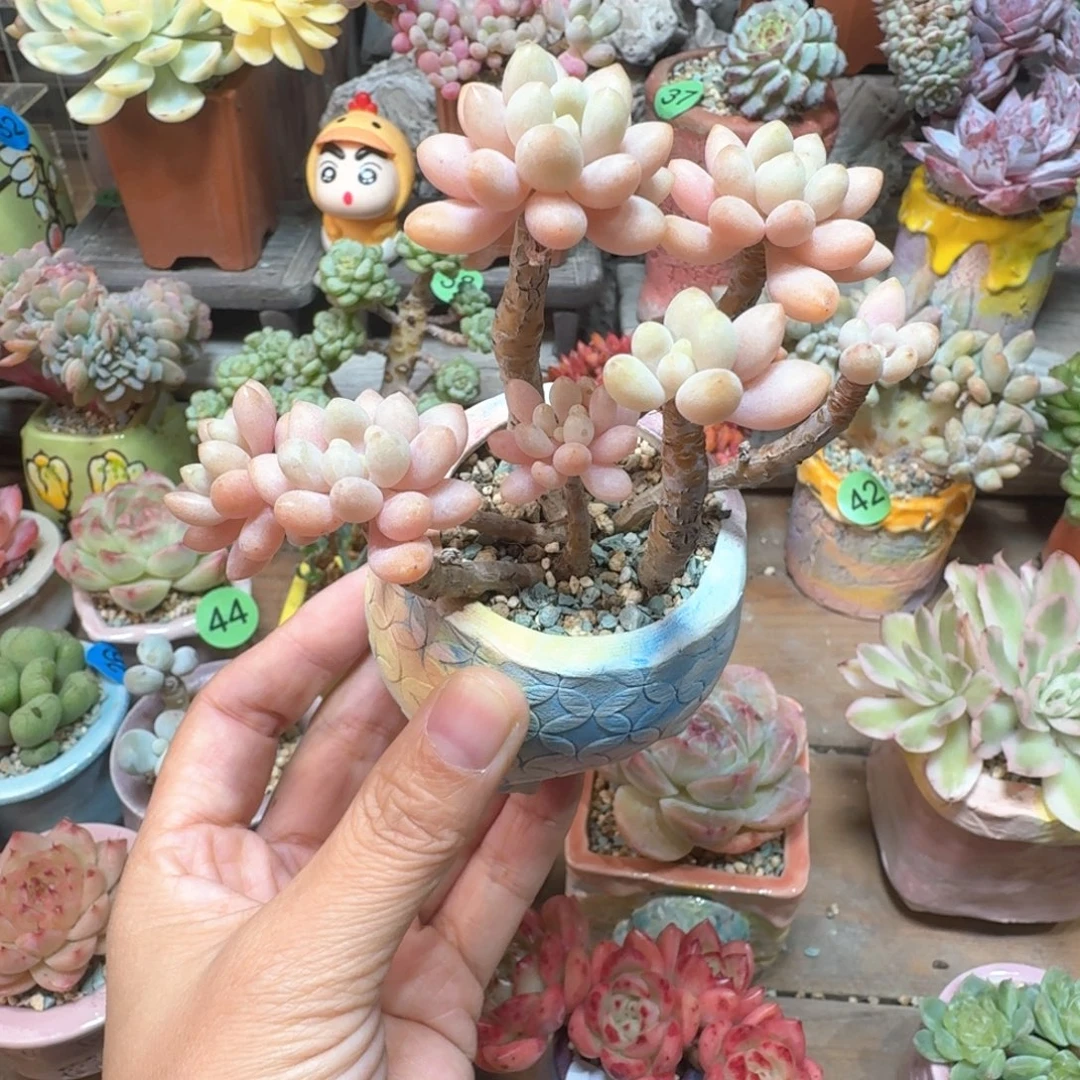 鱼子酱缀 多肉含盆土 一物一拍