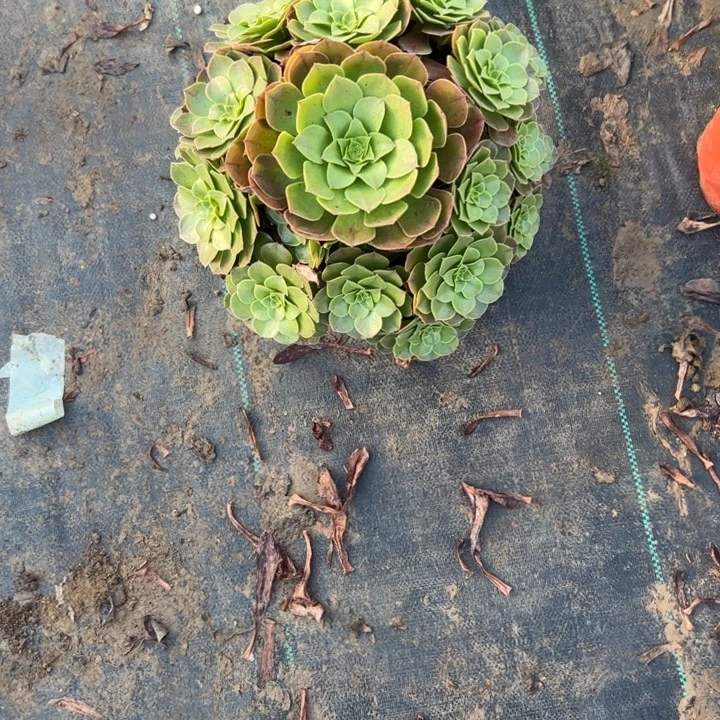 不包侧枝一物一拍34