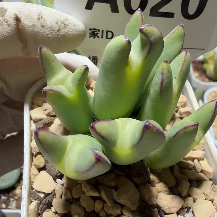 小***…020。多肉植物的生长发育