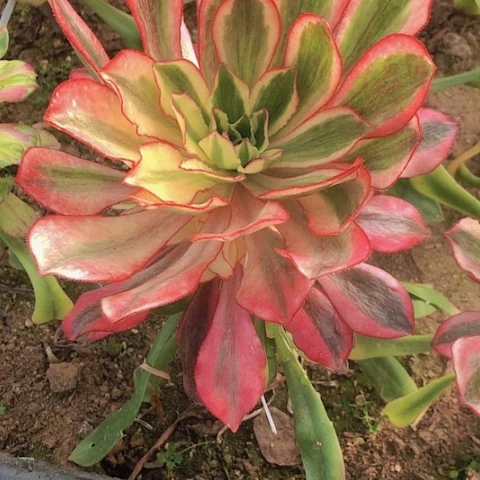 2.11-10魅影多肉植物