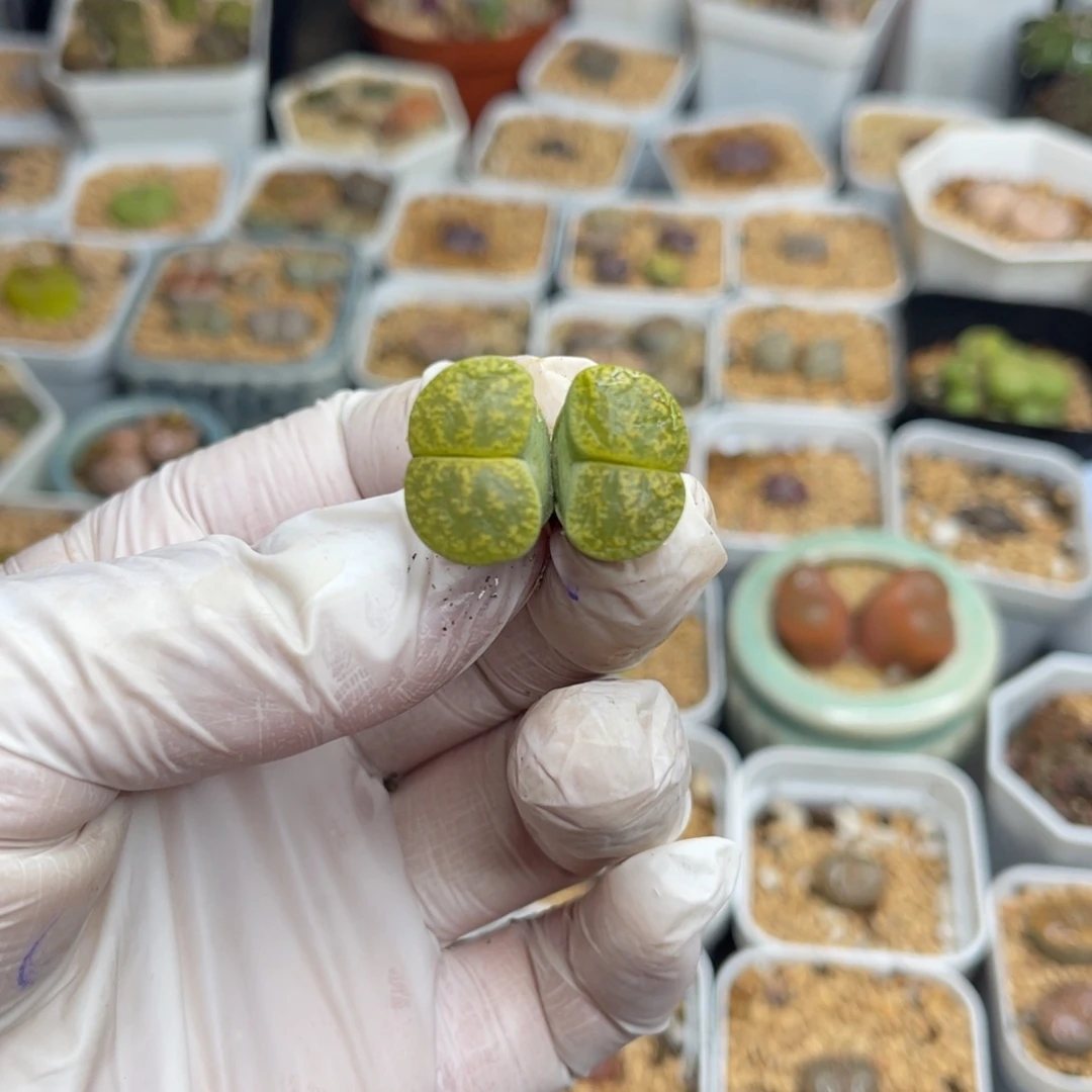 多肉植物一物一拍106