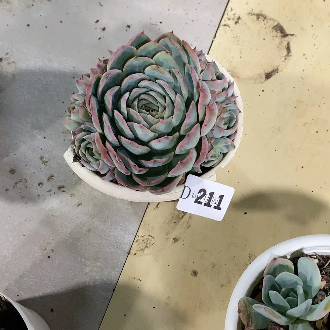 请***己211侧影多肉植物