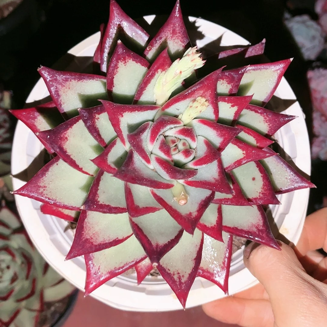 乌木9.99多肉植物