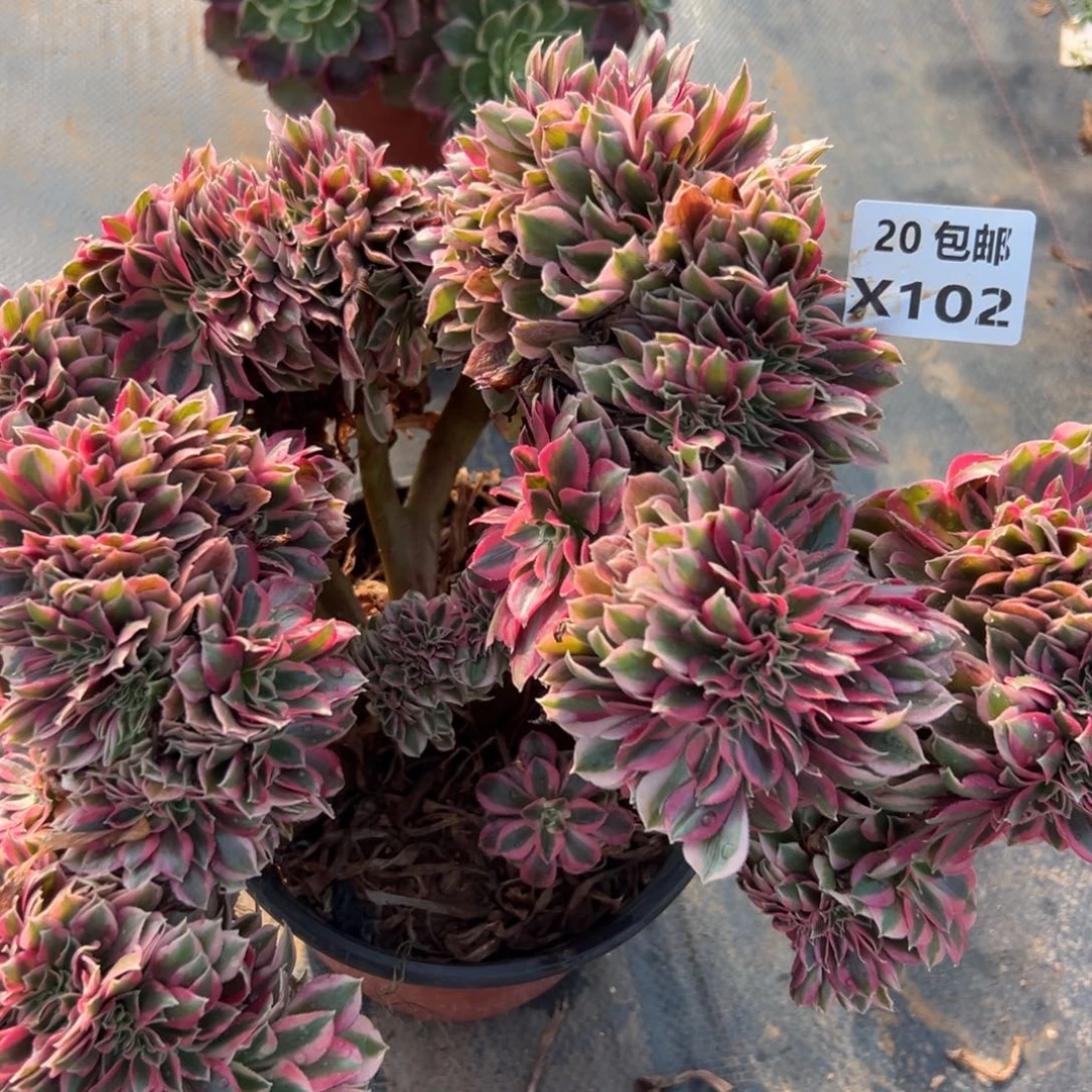 102女巫缀，满20包邮嘟叮熊