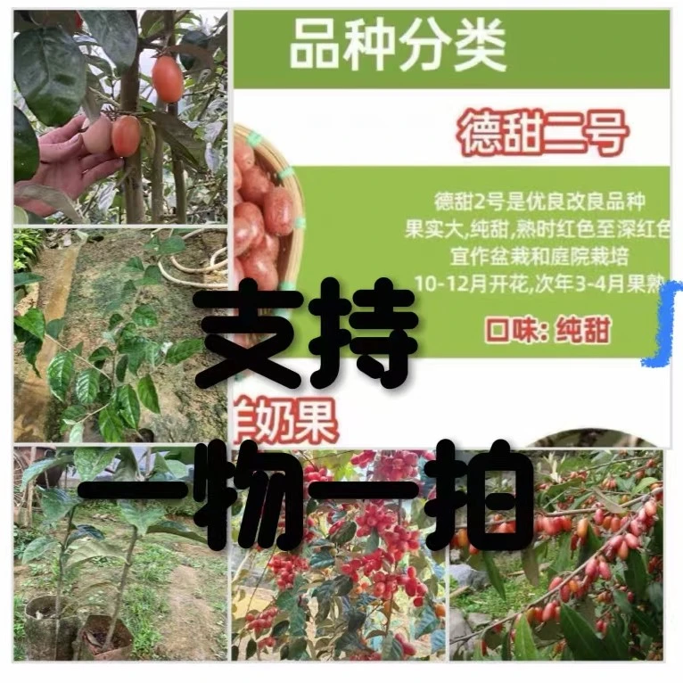 果苗支持一物一拍